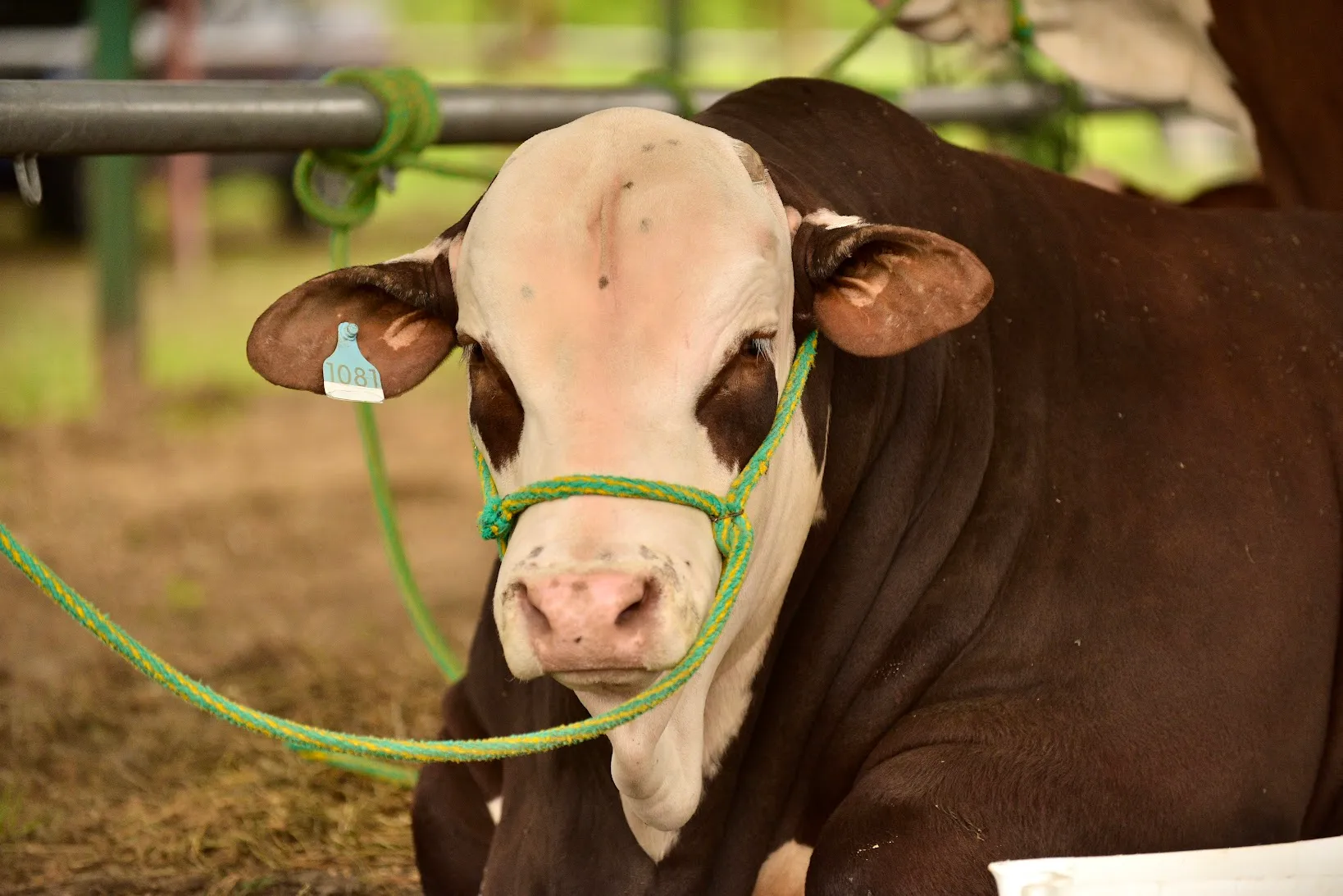 Cobertura evento redes sociales